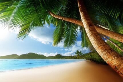 Tropikal sahil ve palmiyeler